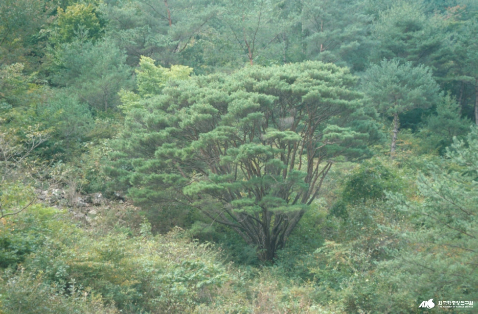 e8315c8d-29a0-49_%ED%95%9C%EA%B5%AD%EB%AF%BC%EC%A1%B1%EB%AC%B8%ED%99%94%EB%8C%80%EB%B0%B1%EA%B3%BC.png?typew1