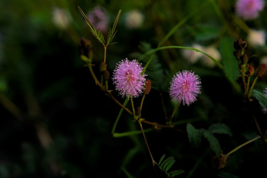 flowers-6877025_1920.jpg?type=w1