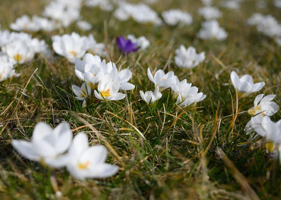 crocus-6137701_1920.jpg?type=w1