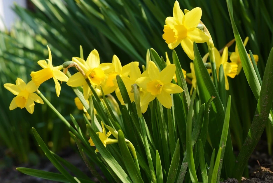 daffodils-4057576_1920.jpg?typew1