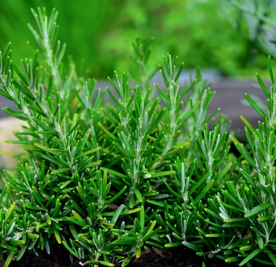 SE-a3a540ef-e1f4-47df-951e-a79cfc7e0891.jpg?type=w1