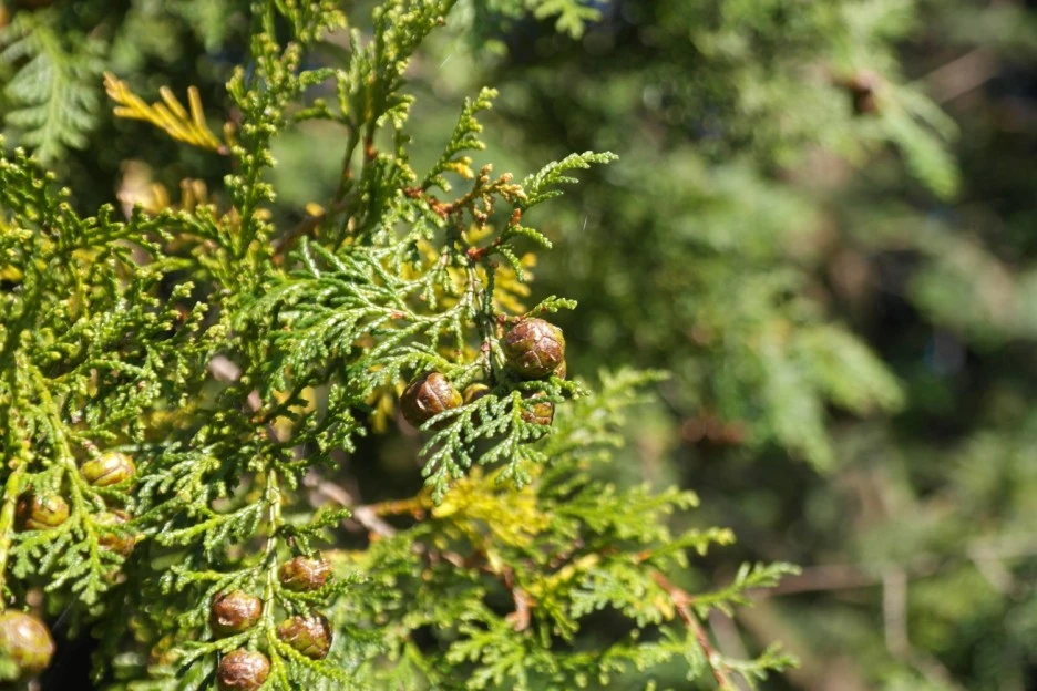 ib58_4197_i1_%EA%B5%AD%EB%A6%BD%EC%88%98%EB%AA%A9%EC%9B%90_%EA%B5%AD%EA%B0%80%EC%83%9D%EB%AC%BC%EC%A2%85%EC%A7%80%EC%8B%9D%EC%A0%95%EB%B3%B4.jpg?type=w1