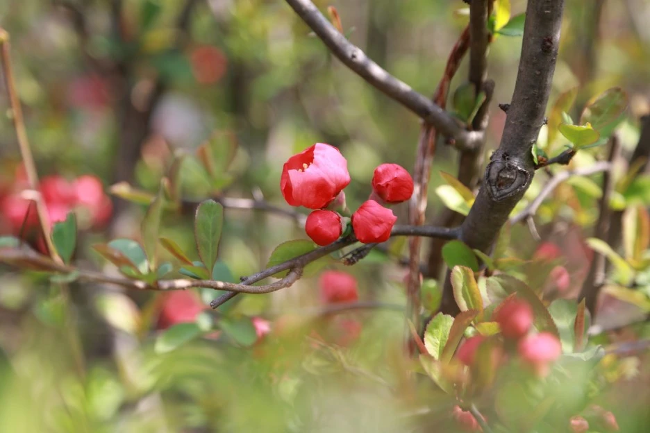 people-tree-4060621_1920.jpg?type=w1