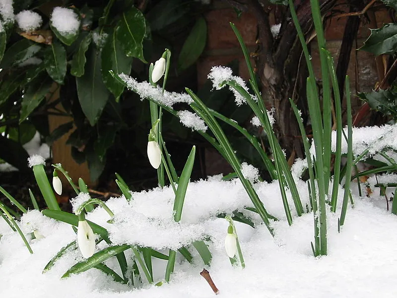 800px-Snowdrop_%EC%8A%A4%EB%85%B8%EC%9A%B0%EB%93%9C%EB%A1%AD.jpg?type=w1