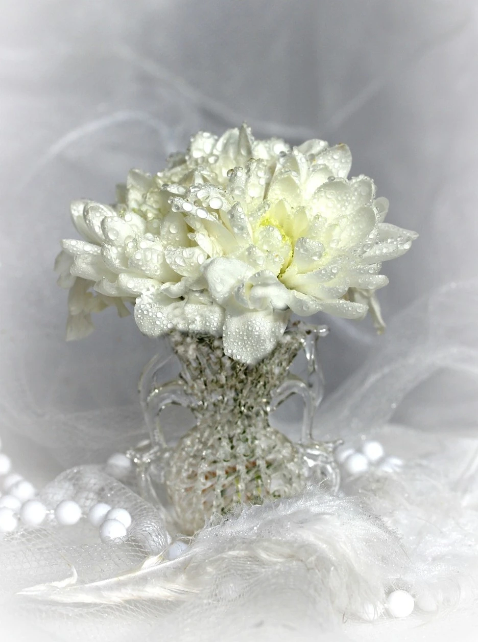 chrysanthemum-3138857_1280.jpg?type=w1