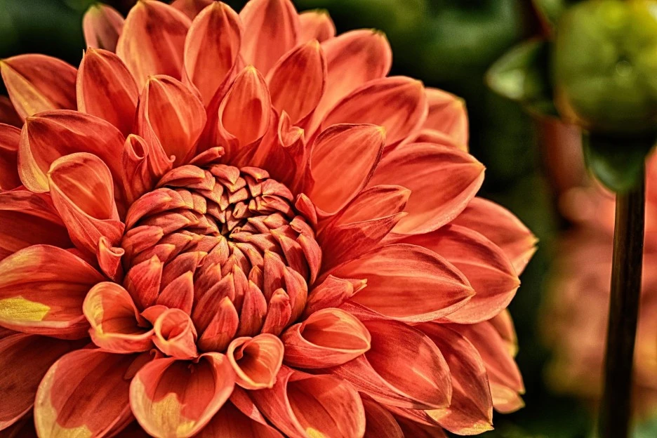 dahlia-3726844_1920.jpg?type=w1