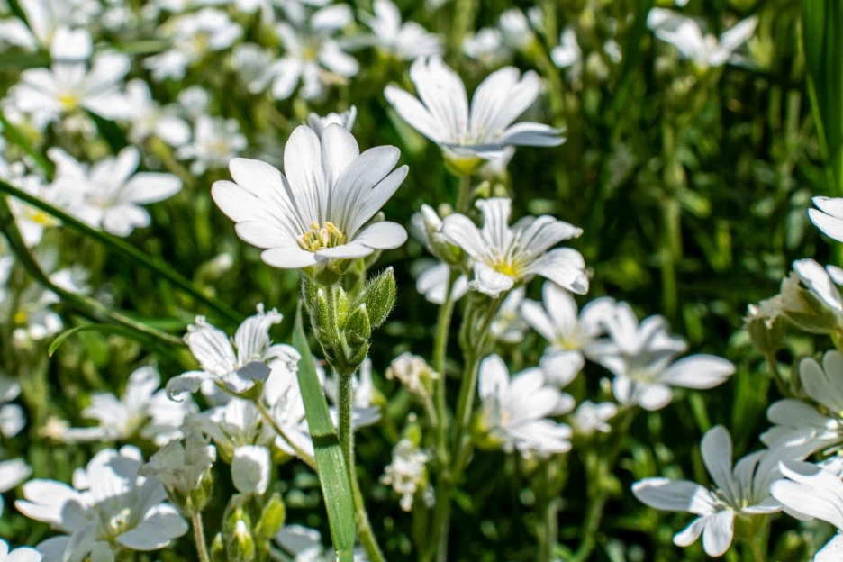 acker-horn-herb-5261864_1920.jpg?type=w1