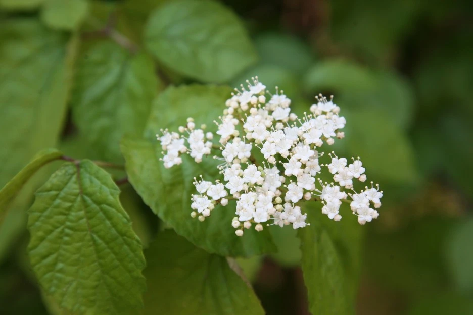 pheasant-tree-1404717_1920.jpg?typew1