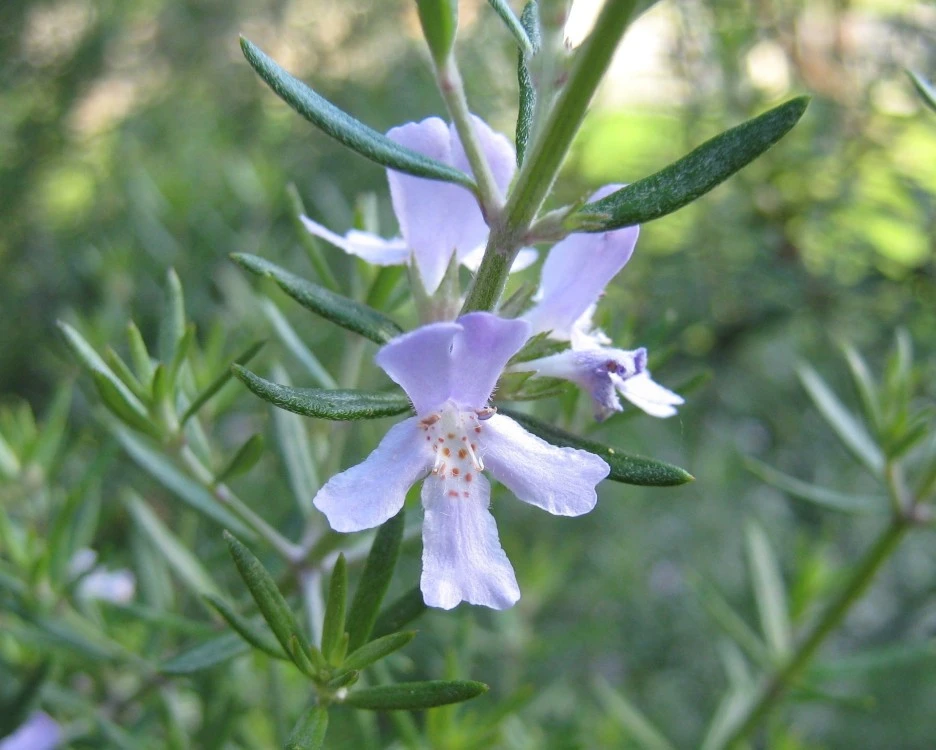 rosemary-18299_1920.jpg?type=w1