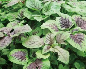 %EC%9B%B9_%EC%BA%A1%EC%B2%98_22-9-2022_185115_smartstore.naver.com.jpeg?type=w1