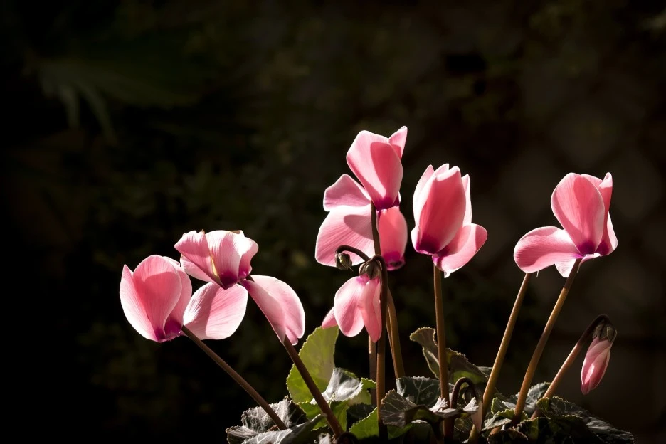 cyclamen-1696758_1920.jpg?type=w1