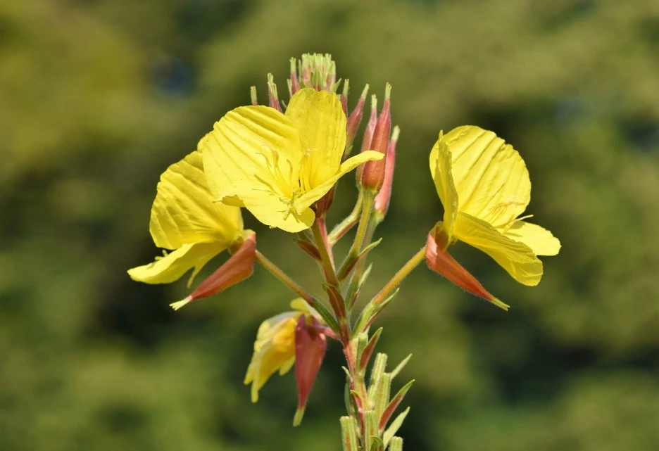 evening-primrose-3744295_1920.jpg?type=w1