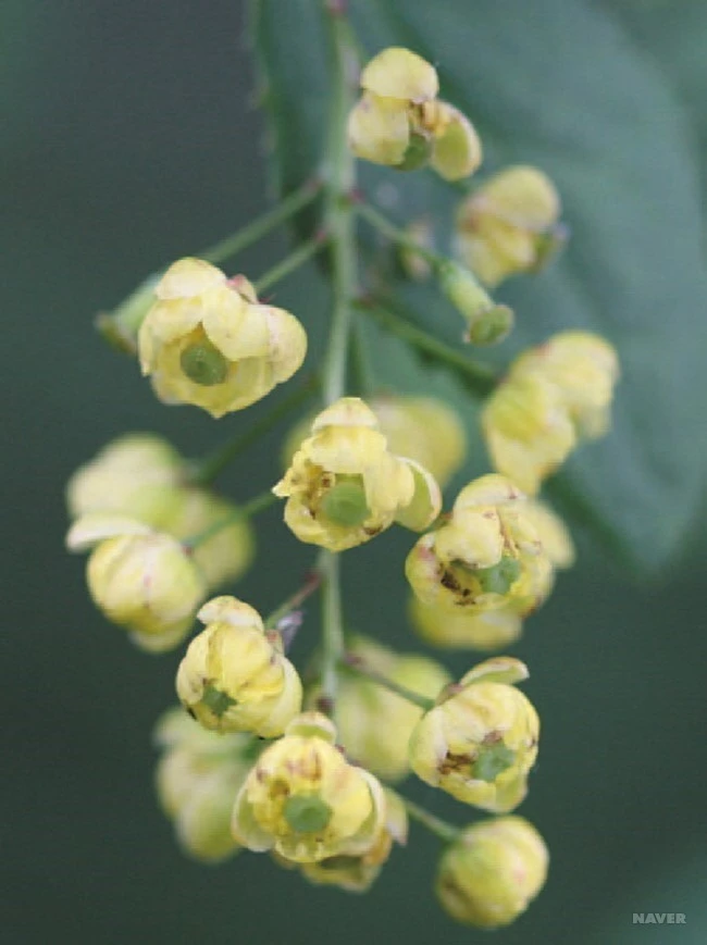 WF77_2_650_%ED%95%9C%EA%B5%AD%EC%95%BC%EC%83%9D%ED%99%94%EB%8F%84%EA%B0%90_-%EB%B4%84.jpg?type=w1