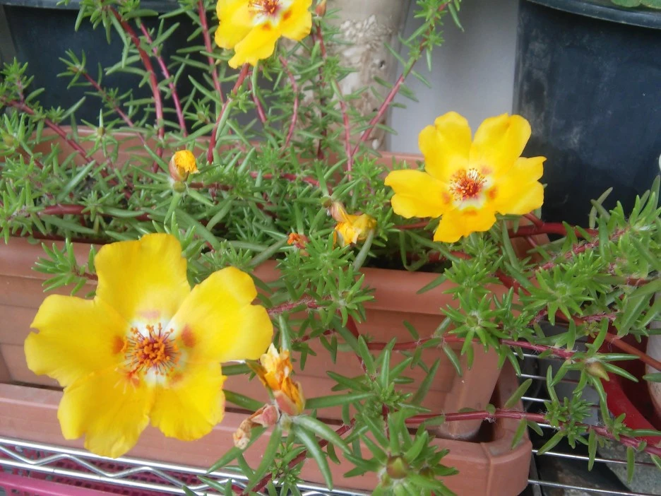 %EC%A0%91%EC%8B%9C%EA%BD%83._%EC%88%98%EA%B5%AD._%EB%B0%B1%EC%9D%BC%ED%99%8D._%EC%B1%84%EC%86%A1%ED%99%94._%EB%A3%A8%EB%93%9C%EB%B2%A0%ED%82%A4%EC%95%84_044.jpg?type=w1