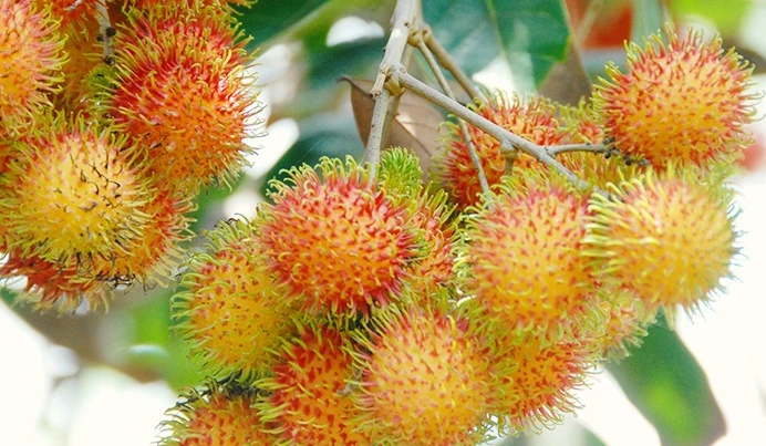 SE-c18cb9da-48a6-47c8-9d8c-b9722d55e87e.jpg?typew1