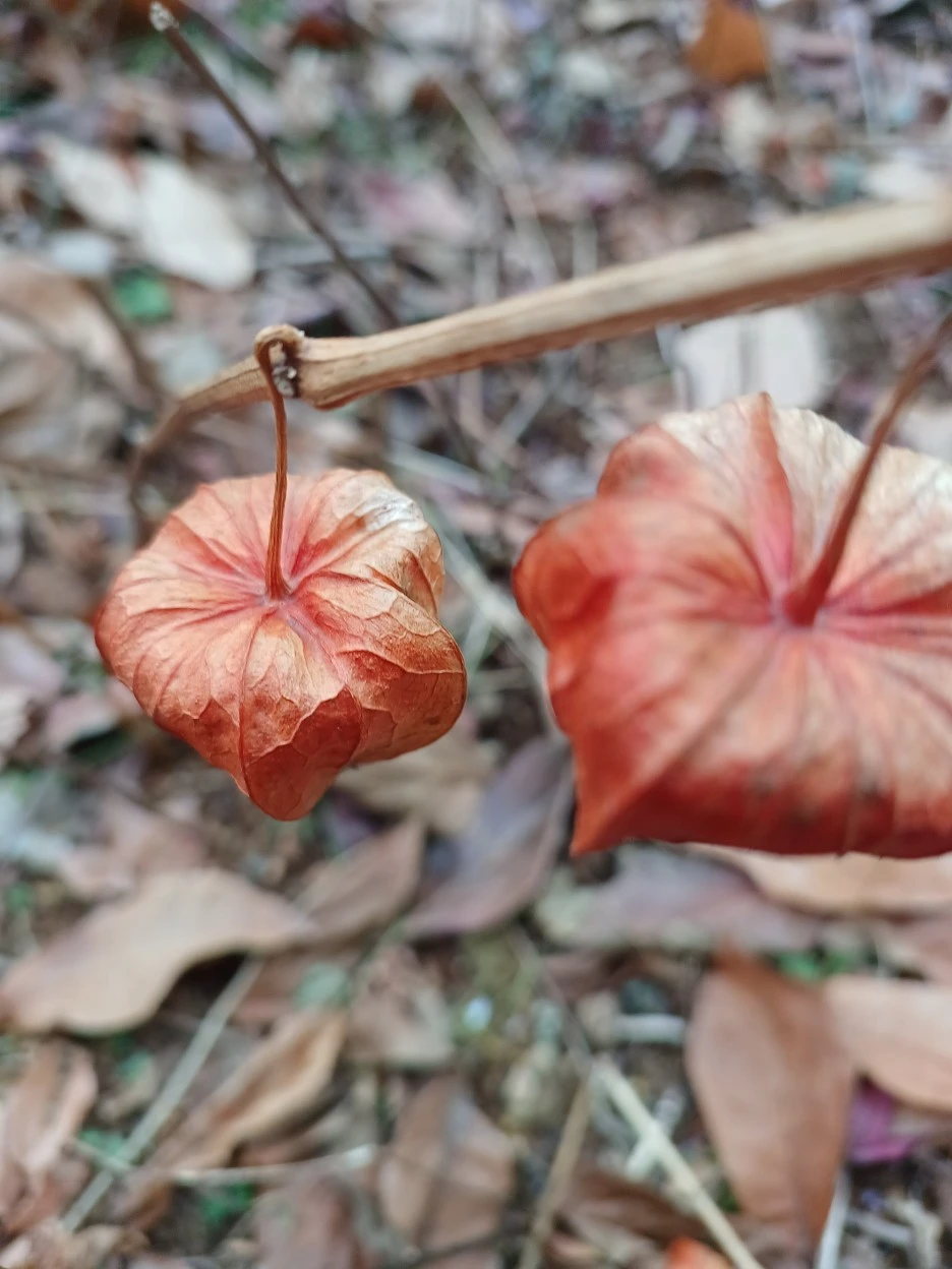 20221212_120456.jpg?typew1