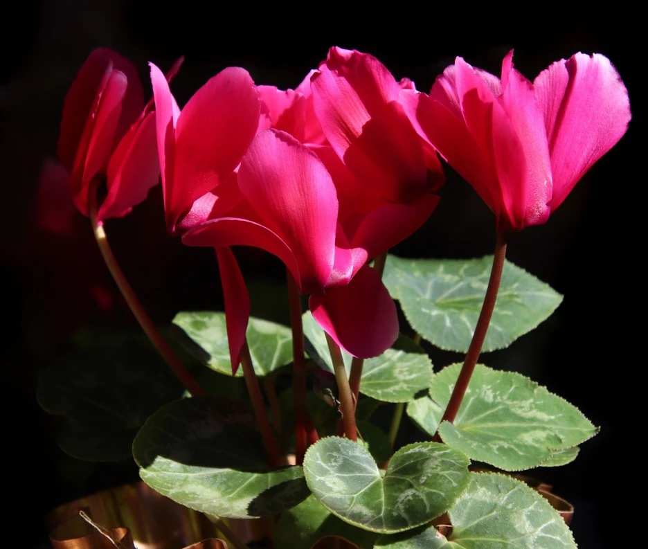 flowers-4480092_1920.jpg?type=w1