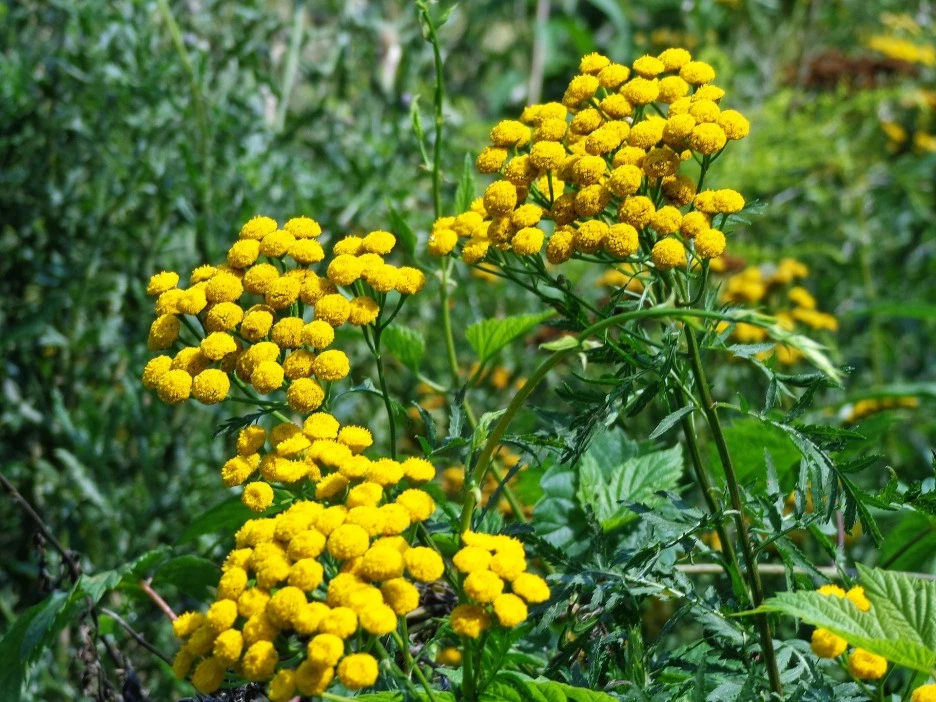 tansy-3595112_1920.jpg?type=w1