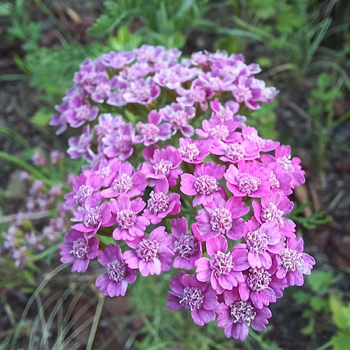 4_fa7Ud018svcp8nj2e2bq9yi_818kqs.jpg?type=e1920_std