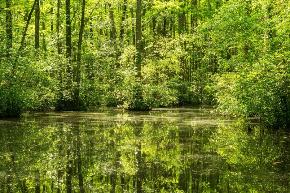 robertson-millpond-5179223_1920.jpg?type=w1