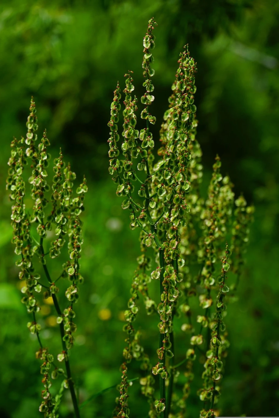 common-sorrel-474271_1920.jpg?type=w1