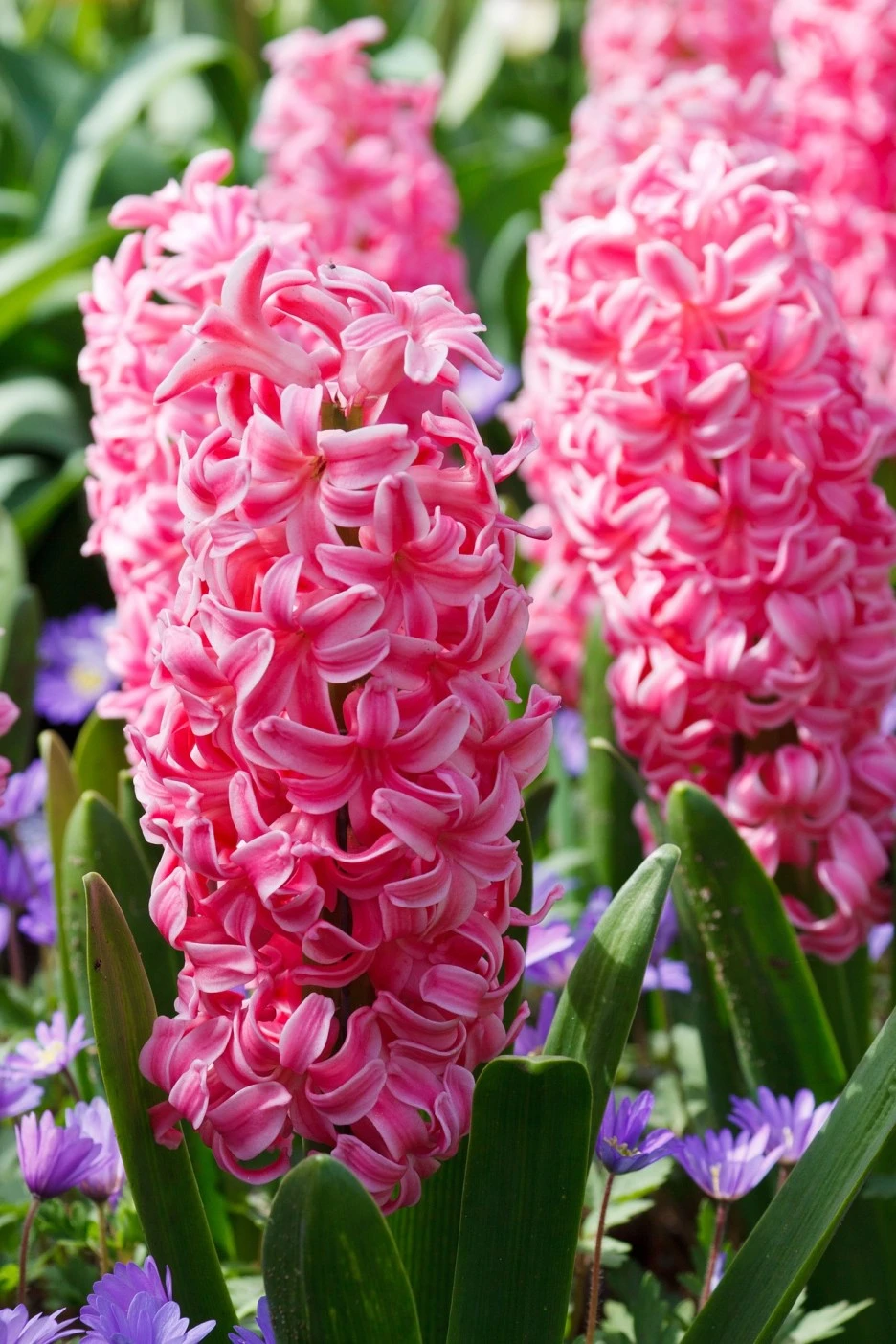 hyacinth-19211_1920.jpg?type=w1