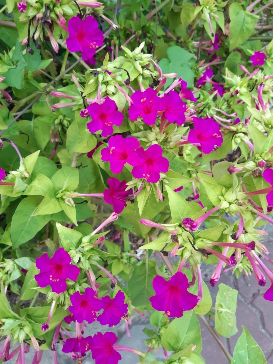 20210819%EF%BC%BF185442.jpg?type=w1