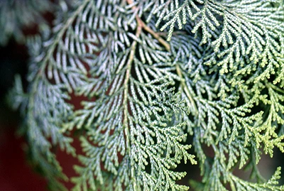 s_ca5_934_i1_%EC%83%9D%EB%AC%BC%EC%9E%90%EC%9B%90%EC%A0%95%EB%B3%B4_-_%EB%AF%BC%EC%86%8D%ED%8A%B9%EC%82%B0%EC%8B%9D%EB%AC%BC.jpg?type=w1