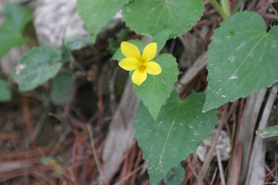 ib58_1023_i3_%EA%B5%AD%EB%A6%BD%EC%88%98%EB%AA%A9%EC%9B%90_%EA%B5%AD%EA%B0%80%EC%83%9D%EB%AC%BC%EC%A2%85%EC%A7%80%EC%8B%9D%EC%A0%95%EB%B3%B4.jpg?typew1