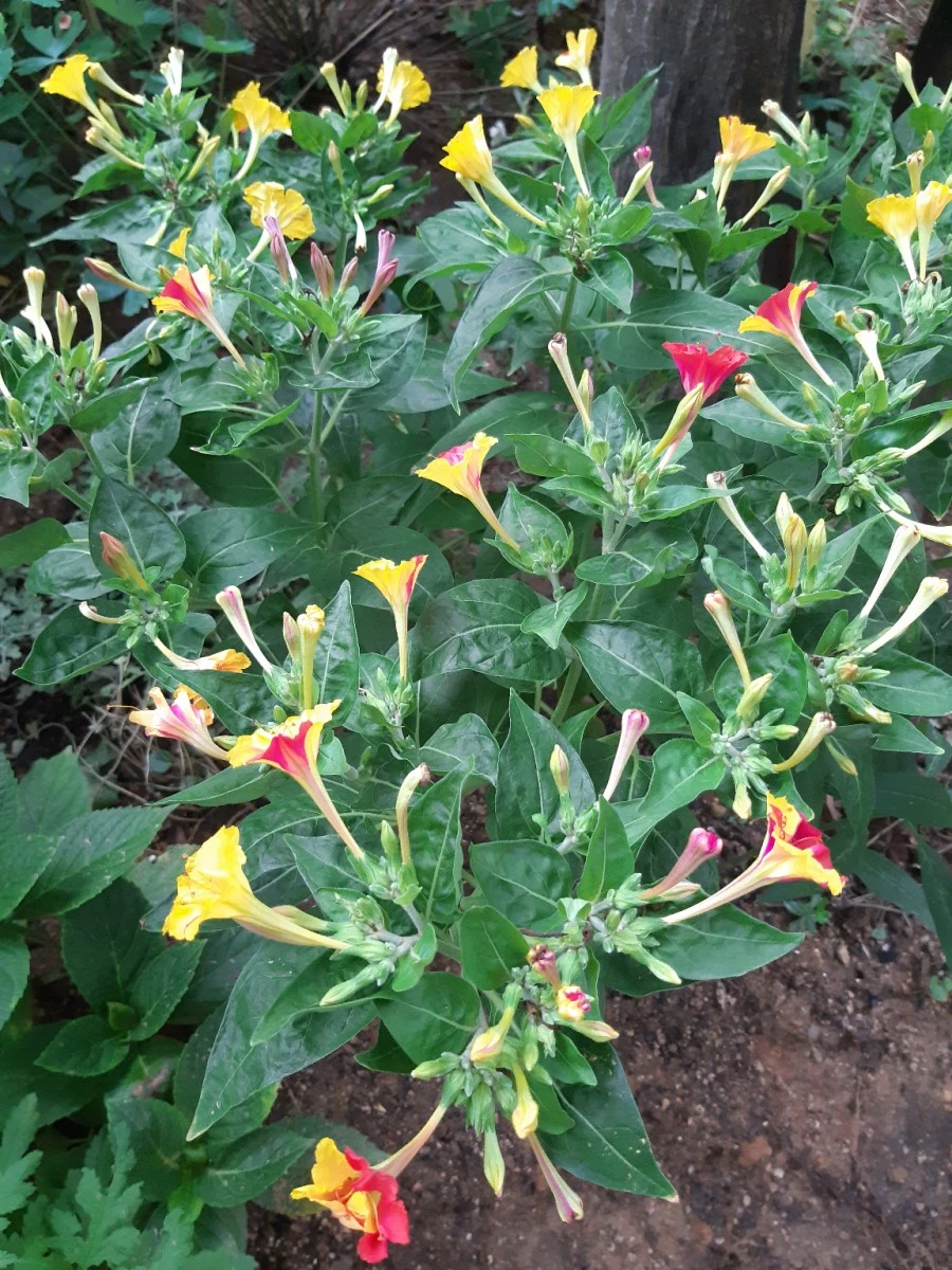 20210811%EF%BC%BF065149.jpg?type=w1