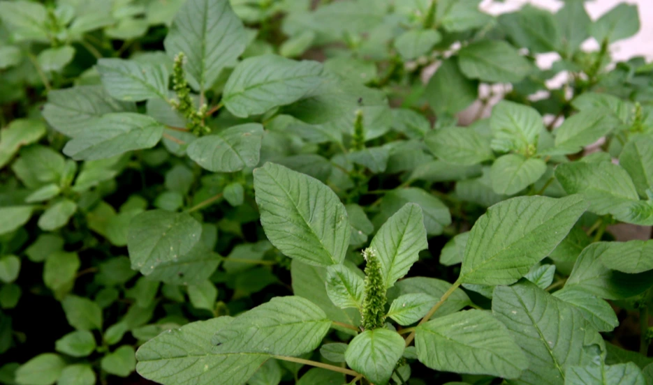 0076e7f1-137a-4a.png?type=w1