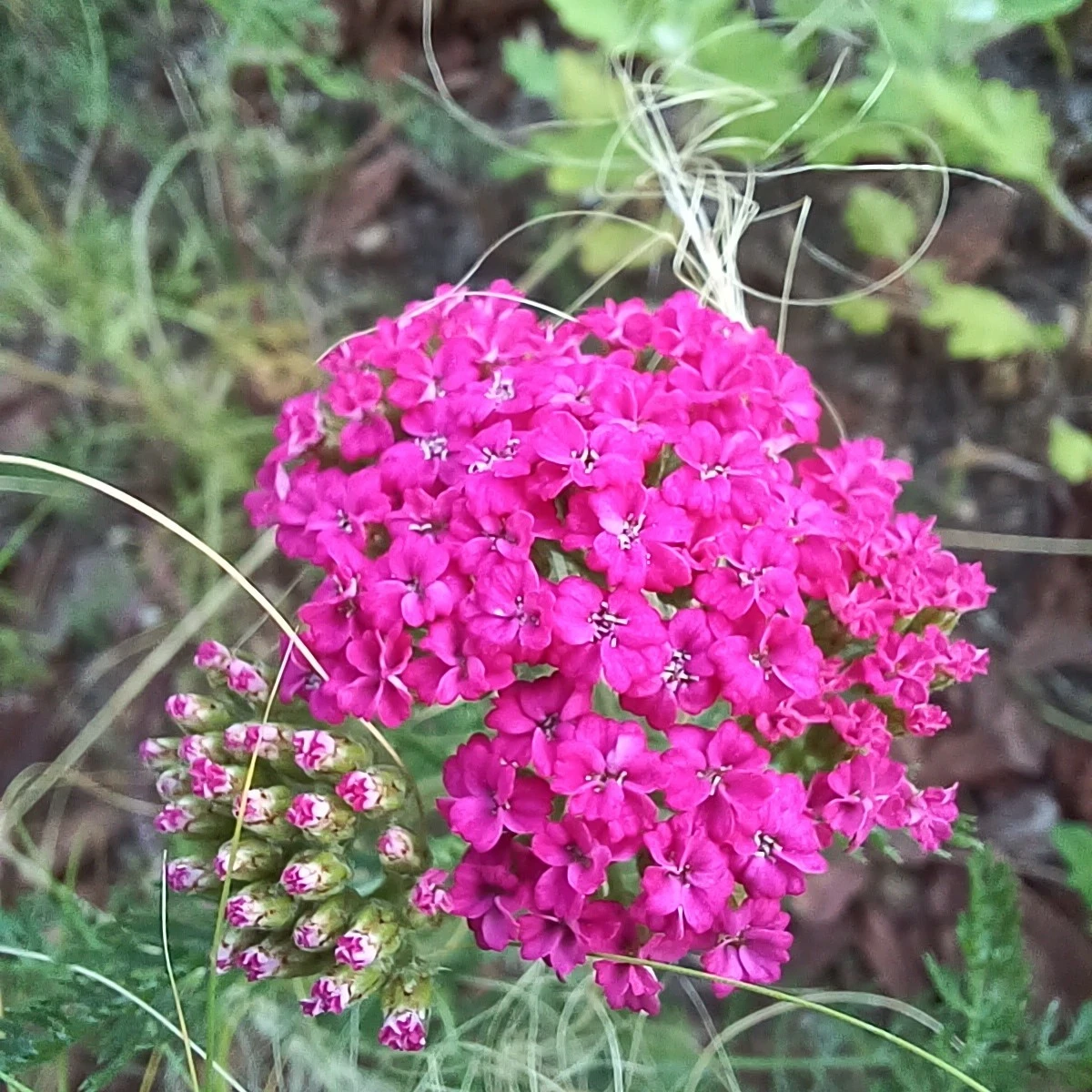 4_ea7Ud018svcipdyjfdraulz_818kqs.jpg?type=e1920_std