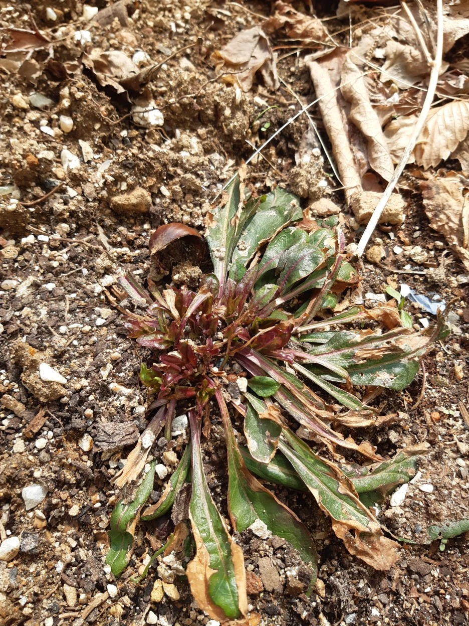 %EC%9E%90%EC%97%BD%ED%8E%9C%EC%8A%A4%ED%85%8C%EB%AA%AC.jpg?type=w1