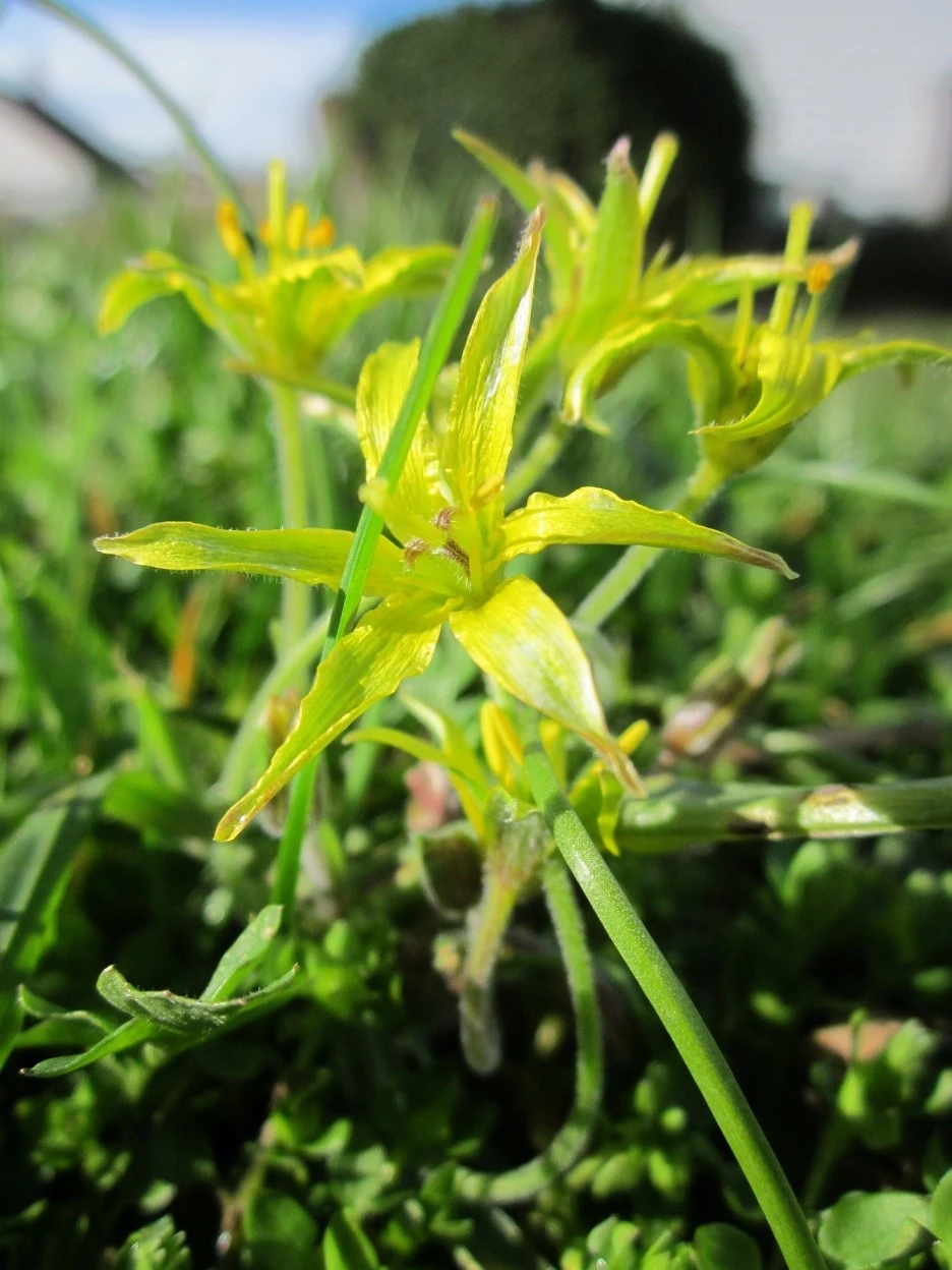 gagea-villosa-846426_1920.jpg?type=w1