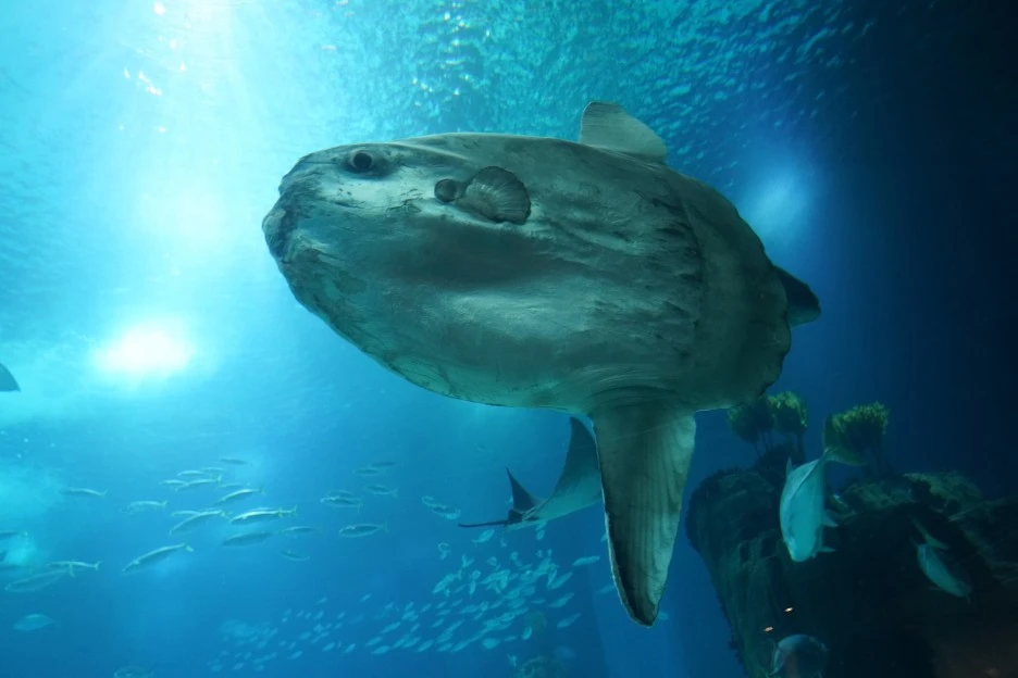 ocean-sunfish-7177835_1920.jpg?type=w1