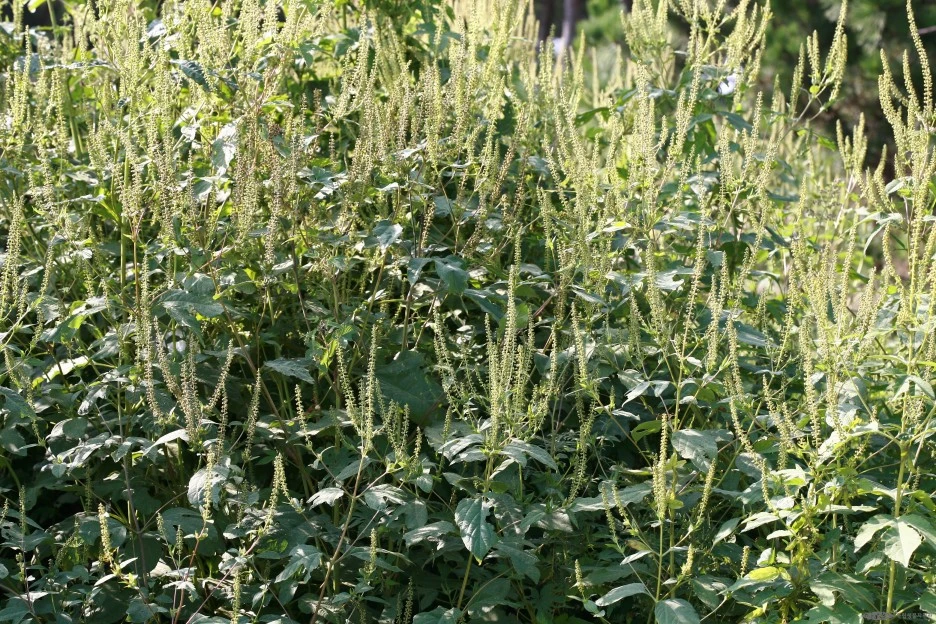 ia40_575_i2_%EB%8B%A8%ED%92%8D%EC%9E%8E%EB%8F%BC%EC%A7%80%ED%92%80.jpg?type=w1