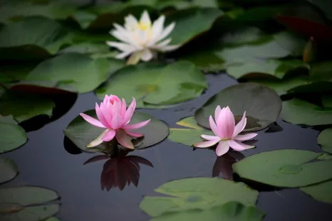 water-lilies-3457878_1920.jpg?type=w466