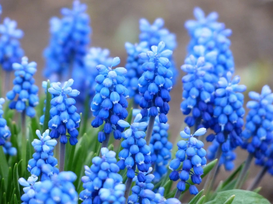 grape-hyacinth-114578_1920.jpg?typew1