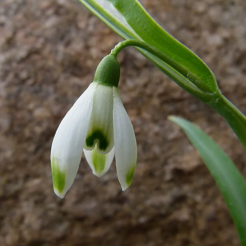 800px-Snowdrop_'Viridi-Apice'.jpg?type=w1