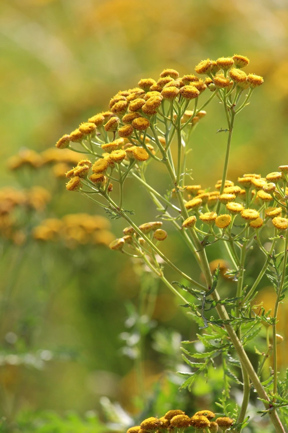 tansy-7390875_1920.jpg?type=w1
