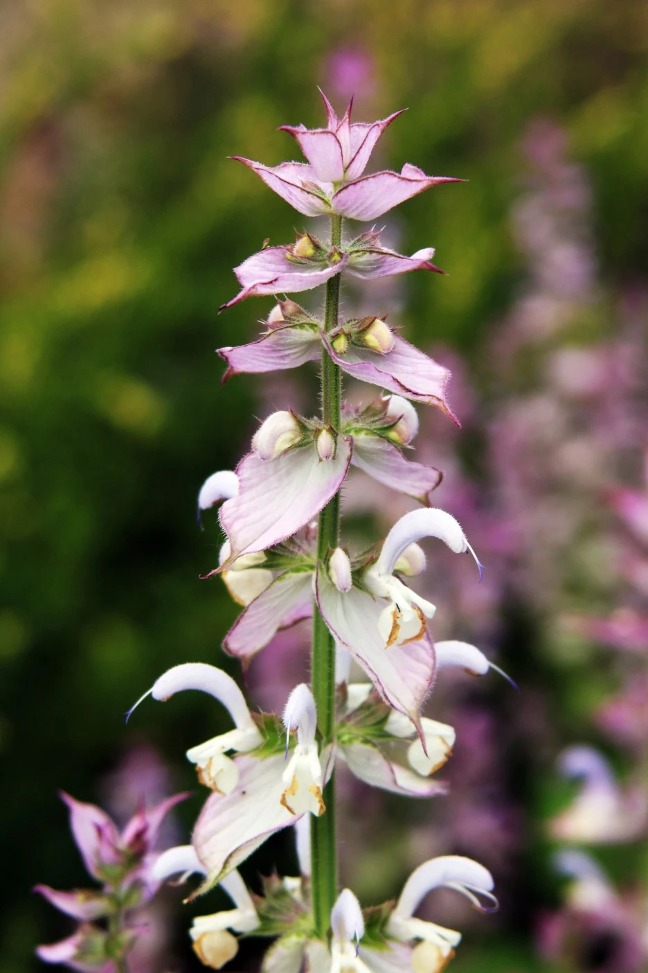 clary-sage-6397419_1920.jpg?typew1