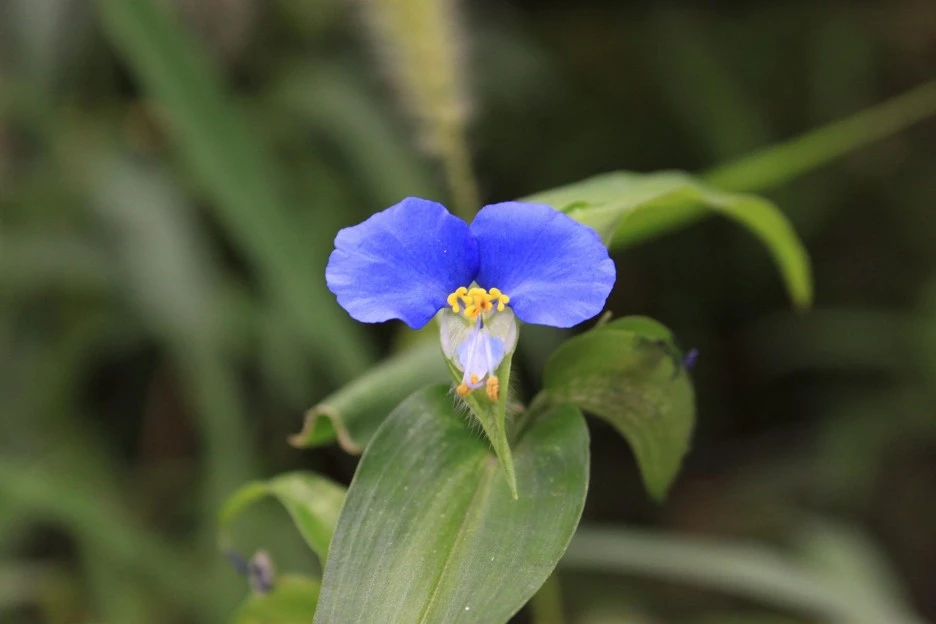 moon-with-flowers-4453489_1920.jpg?type=w1