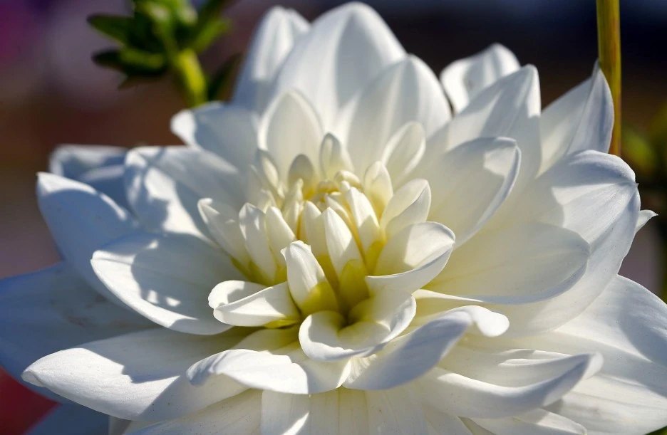 dahlia-6649941_1920.jpg?type=w1