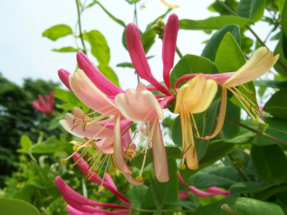 %EC%9D%B8%EB%8F%99%EA%BD%832.jpg?type=w1