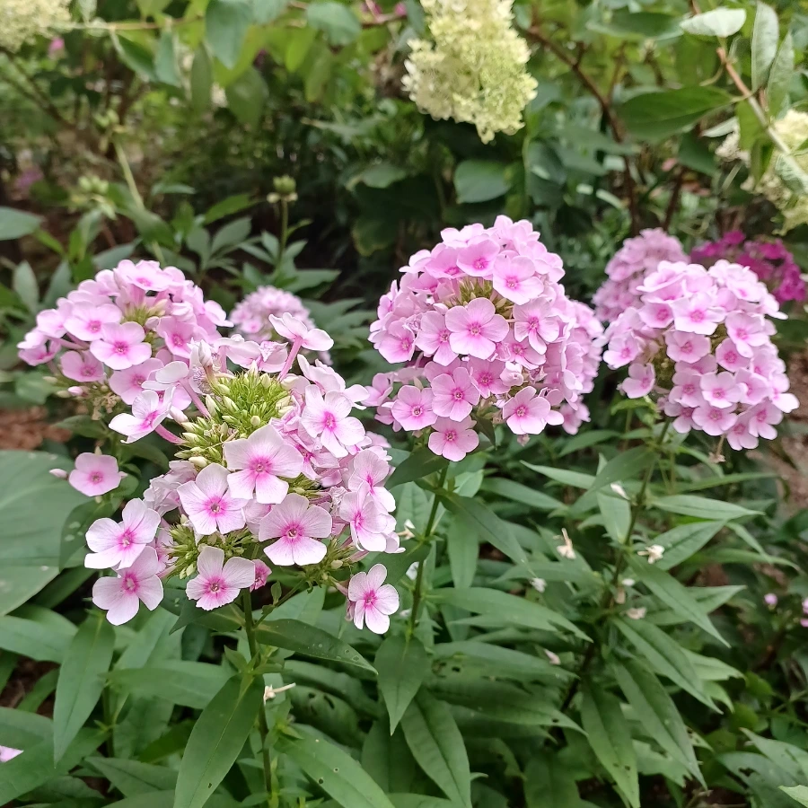 20220719%EF%BC%BF183149.jpg?type=w1