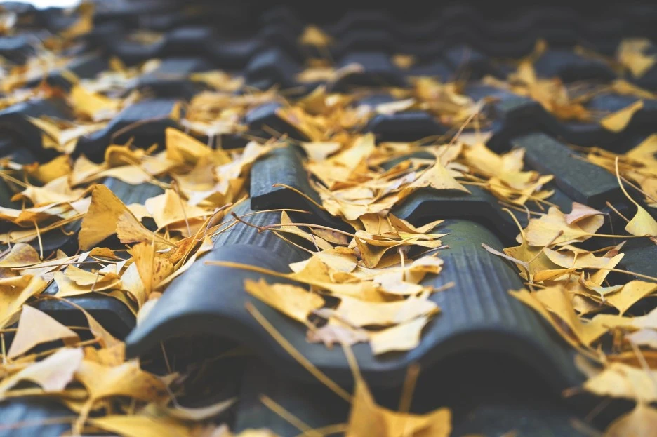 autumn-6818513_1920.jpg?typew1