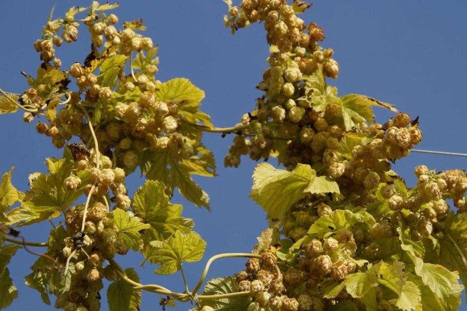 hop-190751_1920.jpg?type=w1