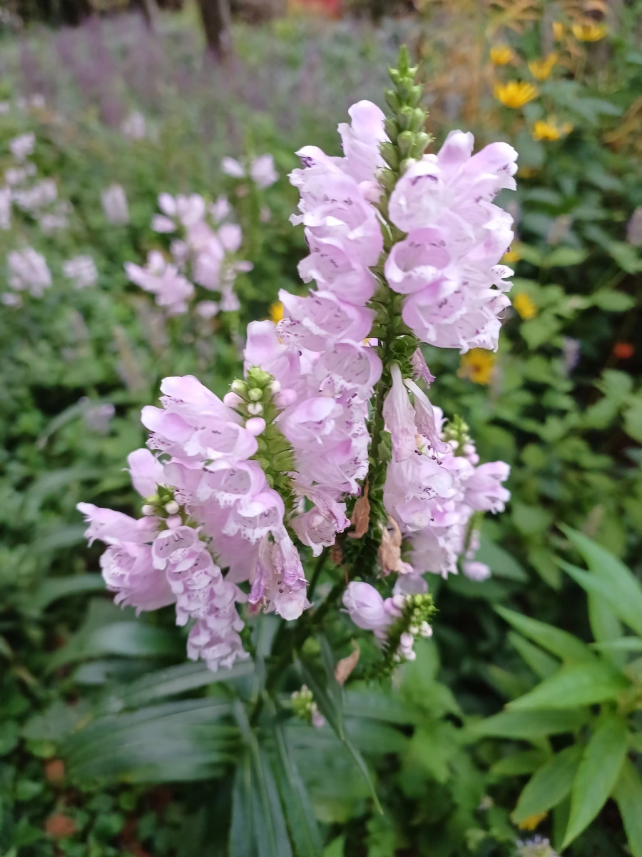 20220910%EF%BC%BF063853.jpg?type=w1