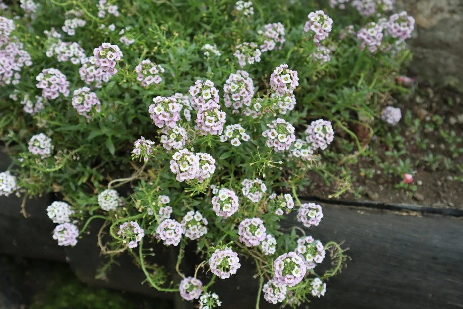 sweet-alyssum-7260754_1920.jpg?type=w1