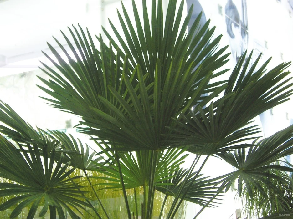 ib2_29_1_%EC%A2%85%EB%A0%A4%EB%82%98%EB%AC%B4.jpg?type=w1